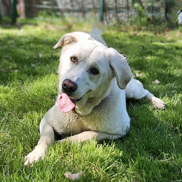 Nala