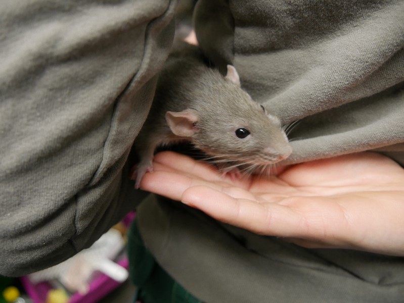 Nagetier Chia Pudding