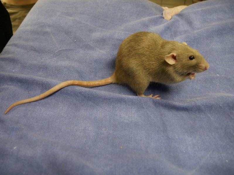 Nagetier Chia Pudding