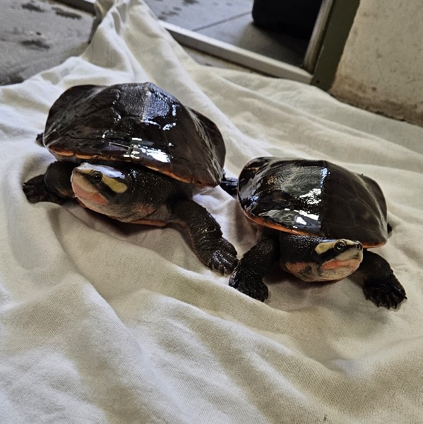 Archelon und Carbonemys