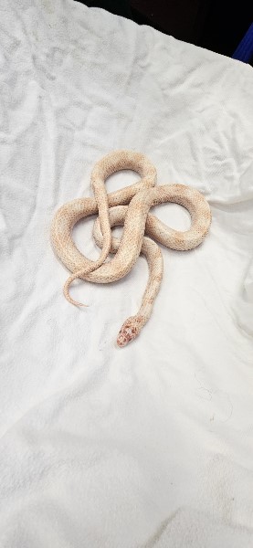 Zimt