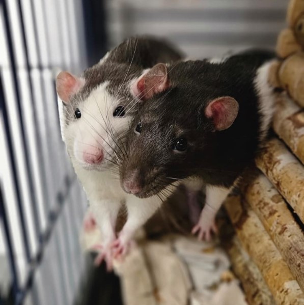 Jason, Brownie, Cookie, Mochi