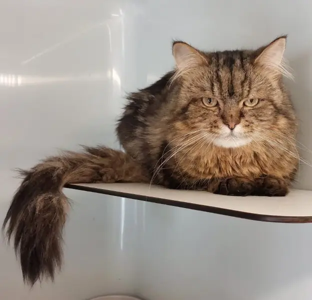 Zeus