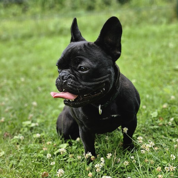 Benno