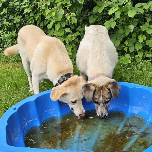 Snoopy und Sunny