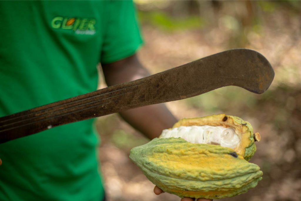 Ein Mann öffnet eine Kakaobohne mit einer Machete.
