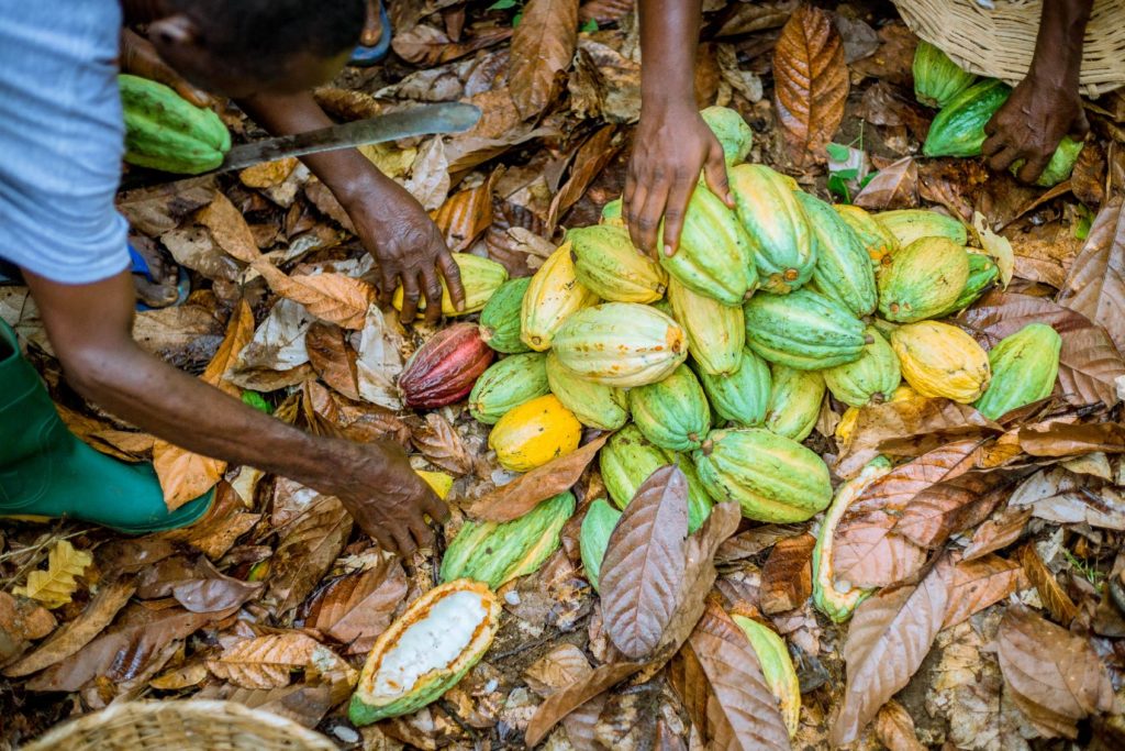 Reife Kakaobohnen liegen auf dem Boden auf dem Feld.