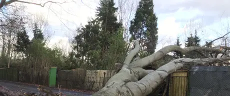 Umgestürzter Baum nach einem Sturm