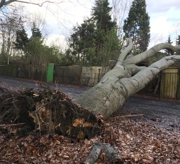 Umgestürzter Baum nach einem Sturm