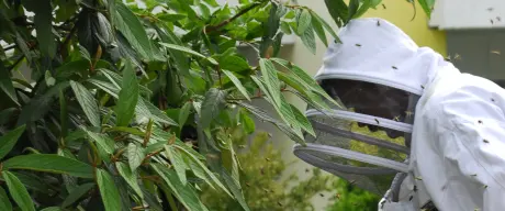 Bienenschwarm wird von einem fachkundigen Bienenfänger umgesiedelt