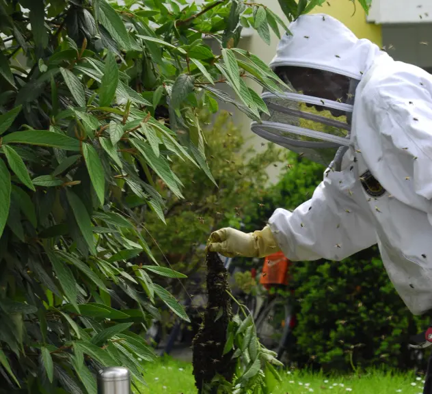 Bienenschwarm wird von einem fachkundigen Bienenfänger umgesiedelt