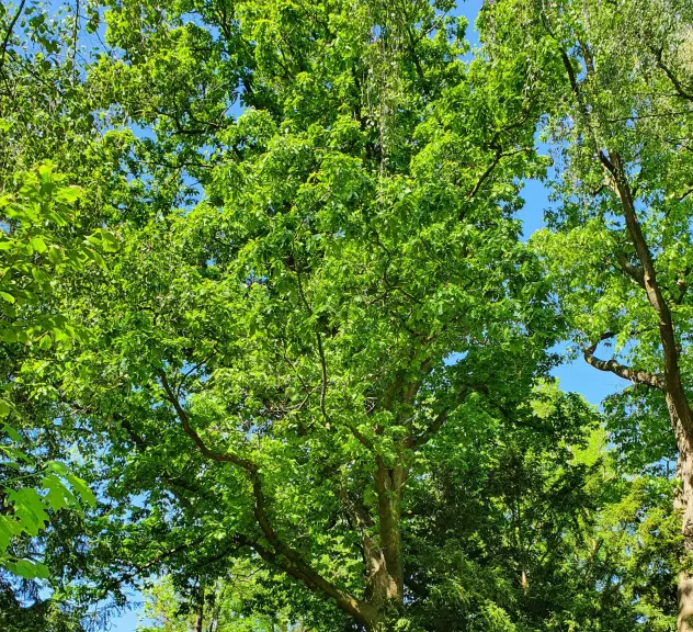 Großaufnahme der Rot-Eiche - Quercus rubra