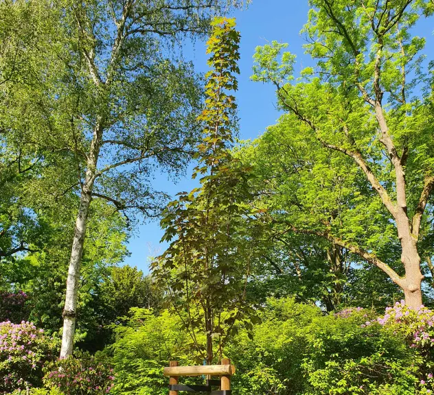 Großaufnahme des Zukunftsbaumes Spitzahorn Fairview - Acer platanoides "Fairview"