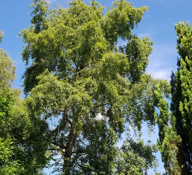Großaufnahme der Birken-Pappel - Populus simonii