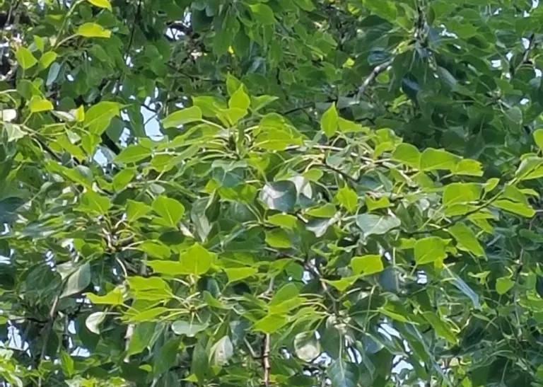 Detailaufnahme der Birken-Pappel - Populus simonii