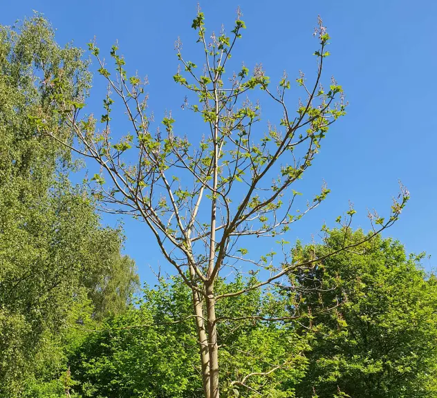 Großaufnahme des Blauglockenbaums - Paulownia tomentosa