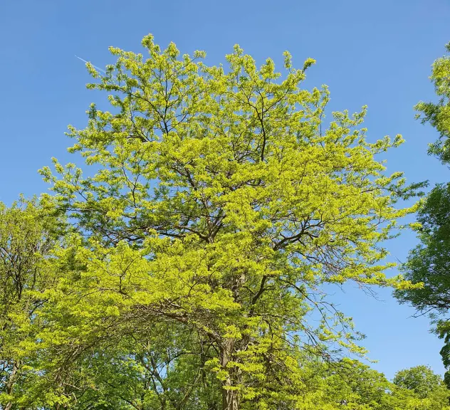 Großaufnahme des Lederhülsenbaumes - Gleditsia triacanthos