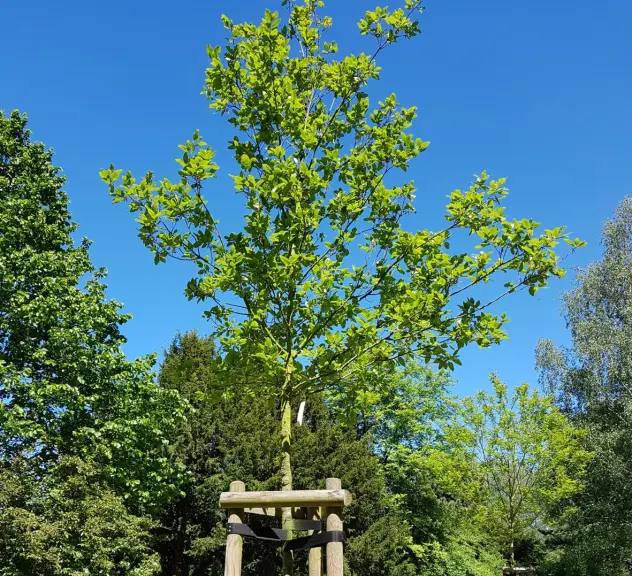 Großaufnahme der Spanischen Eiche - Quercus x hispanica "Wageningen"