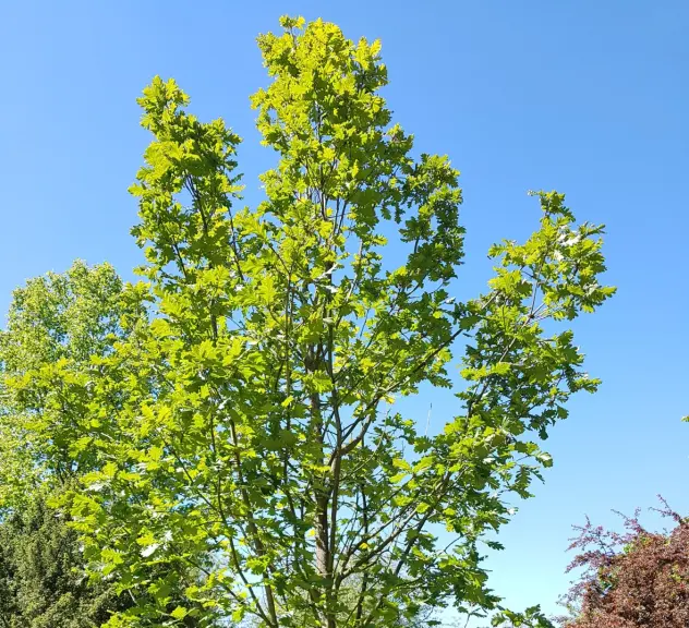 Großaufnahme des Zukunftsbaumes Ungarische Eiche - Quercus frainetto