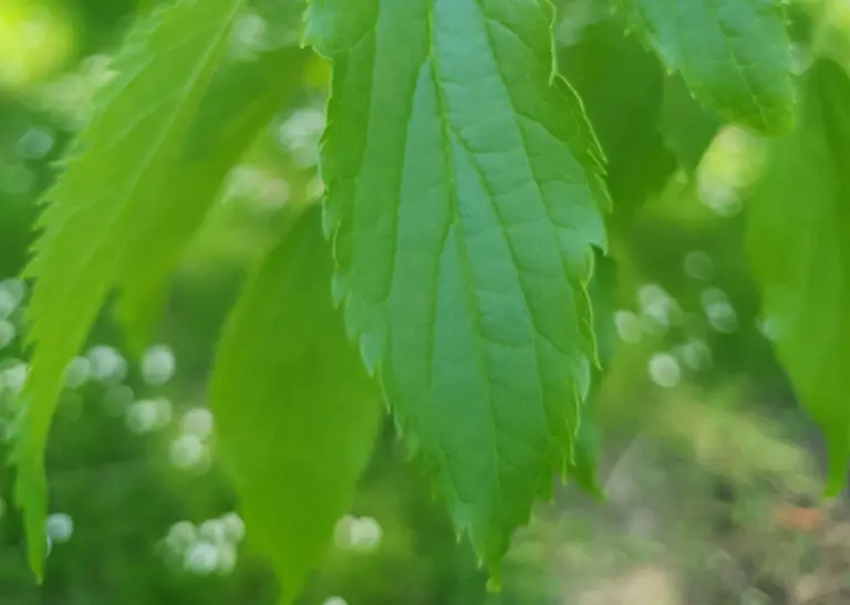 Detailaufnahme des Amerikanischen Zürgelbaums - Celtis occindentalis