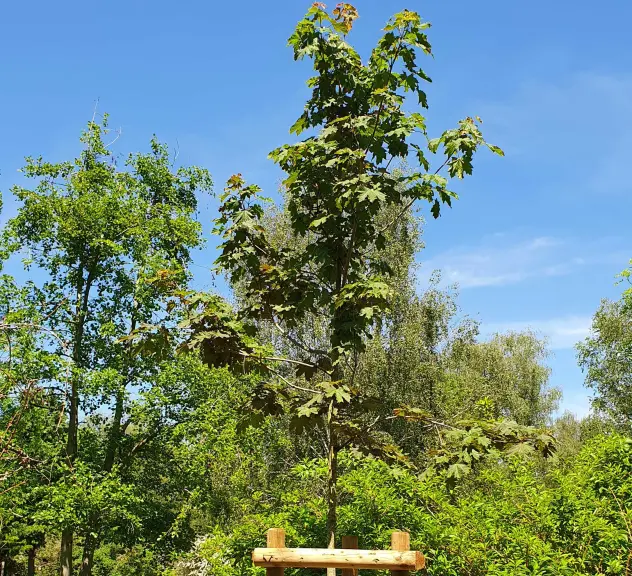 Großaufnahme des Zukunftsbaumes Spitzahorn Deborah - Acer platanoides "Deborah"
