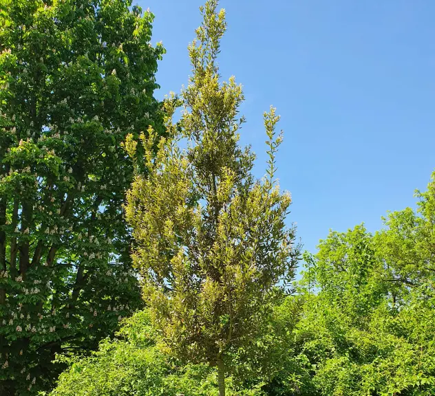 Großaufnahme des Zukunftsbaumes Stein-Eiche - Quercus ilex