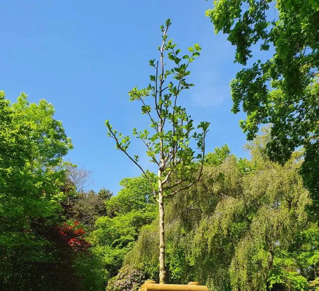 Großaufnahme des Pflaumenblättrigen Weißdorns - Crataegus x prunifolia