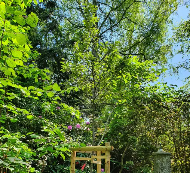 Großaufnahme der Mehlbeere Brouwers - Sorbus intermedia "Brouwers"