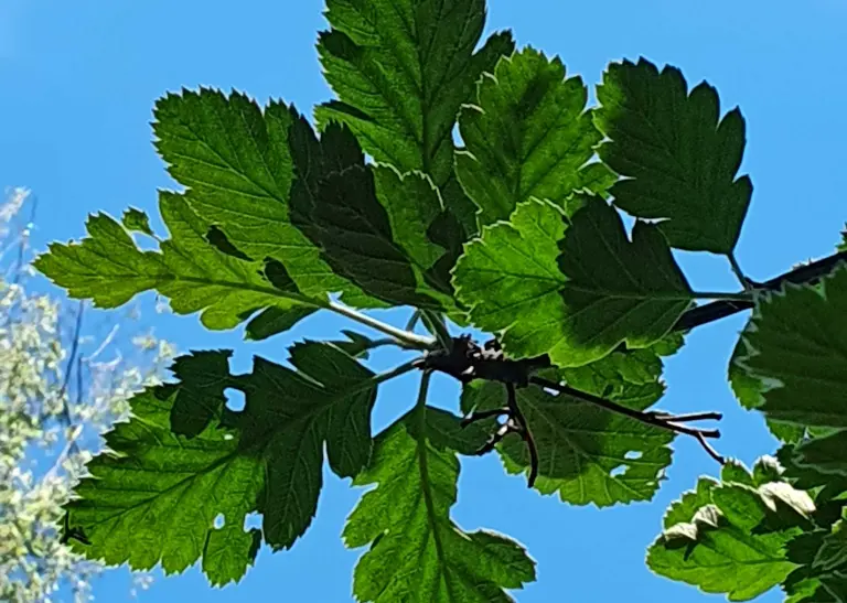 Detailaufnahme der Mehlbeere Brouwers - Sorbus intermedia "Brouwers"