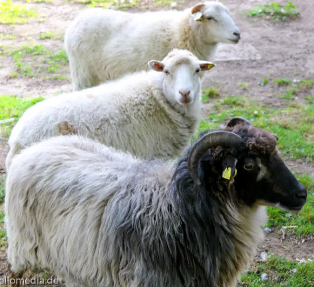 Drei Schafe auf einer Wiese