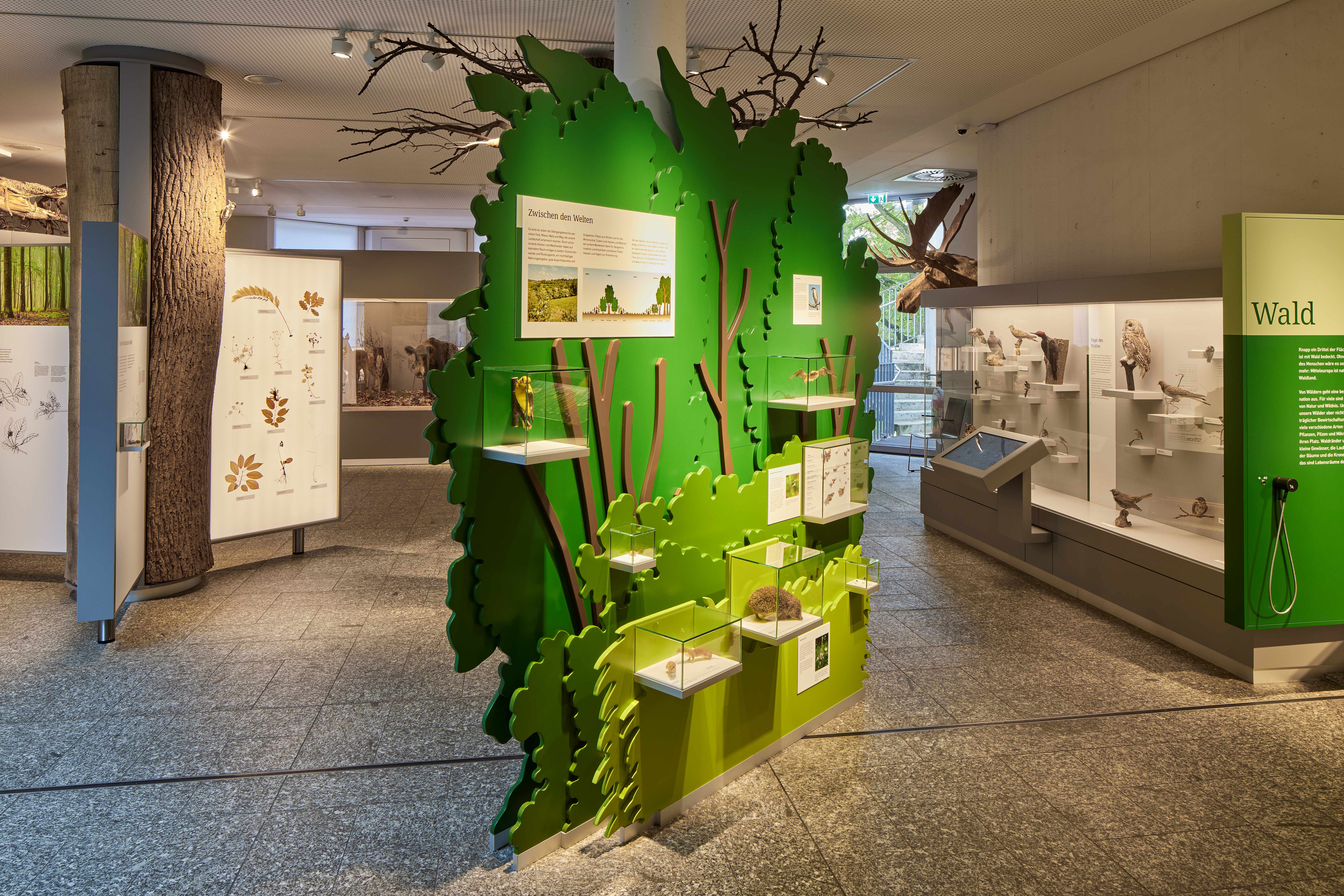 Vitrine in der Form eines Baumes mit verschiedenen Exponaten