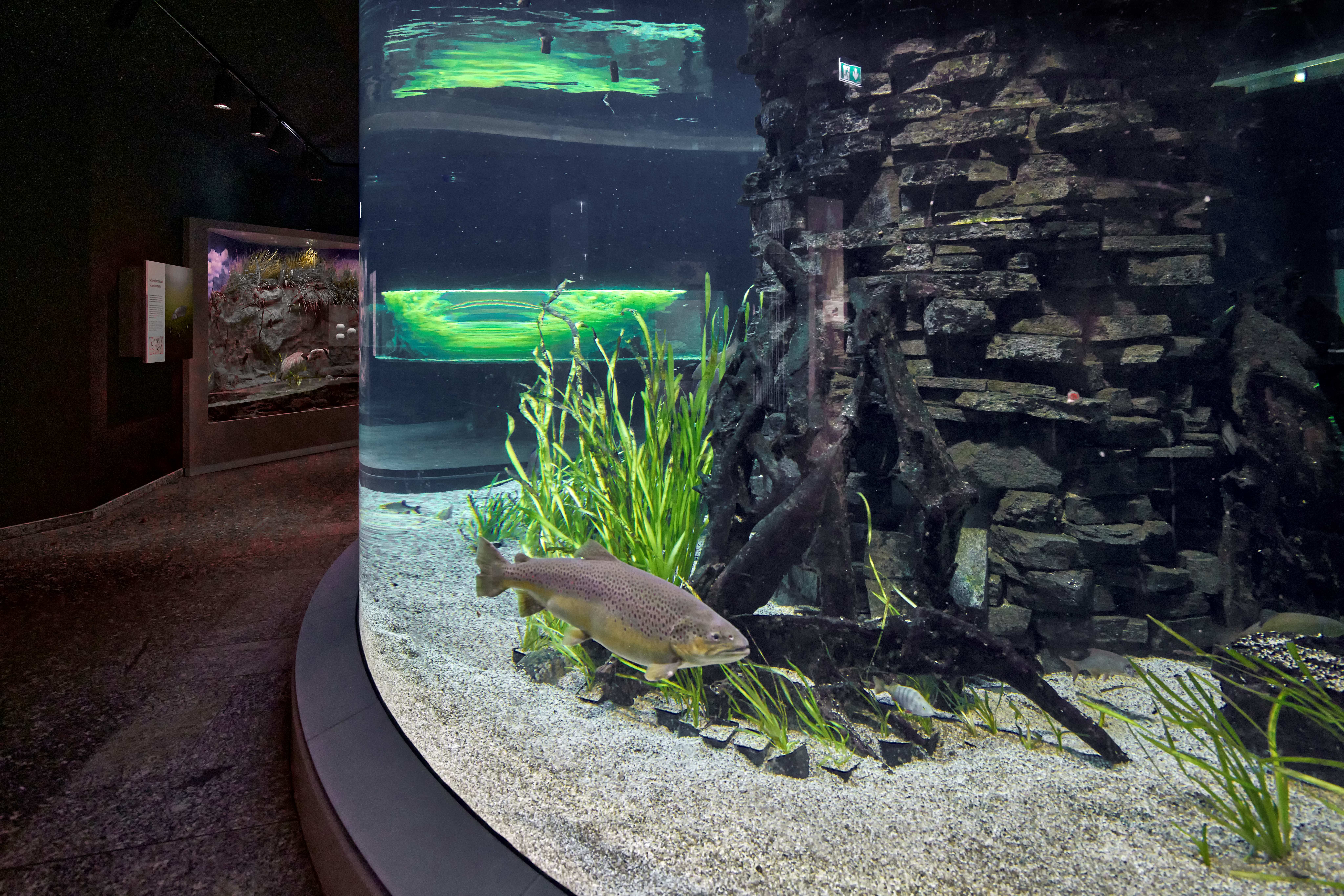 Großes rundes Aquarium mit Fischen und Pflanzen.