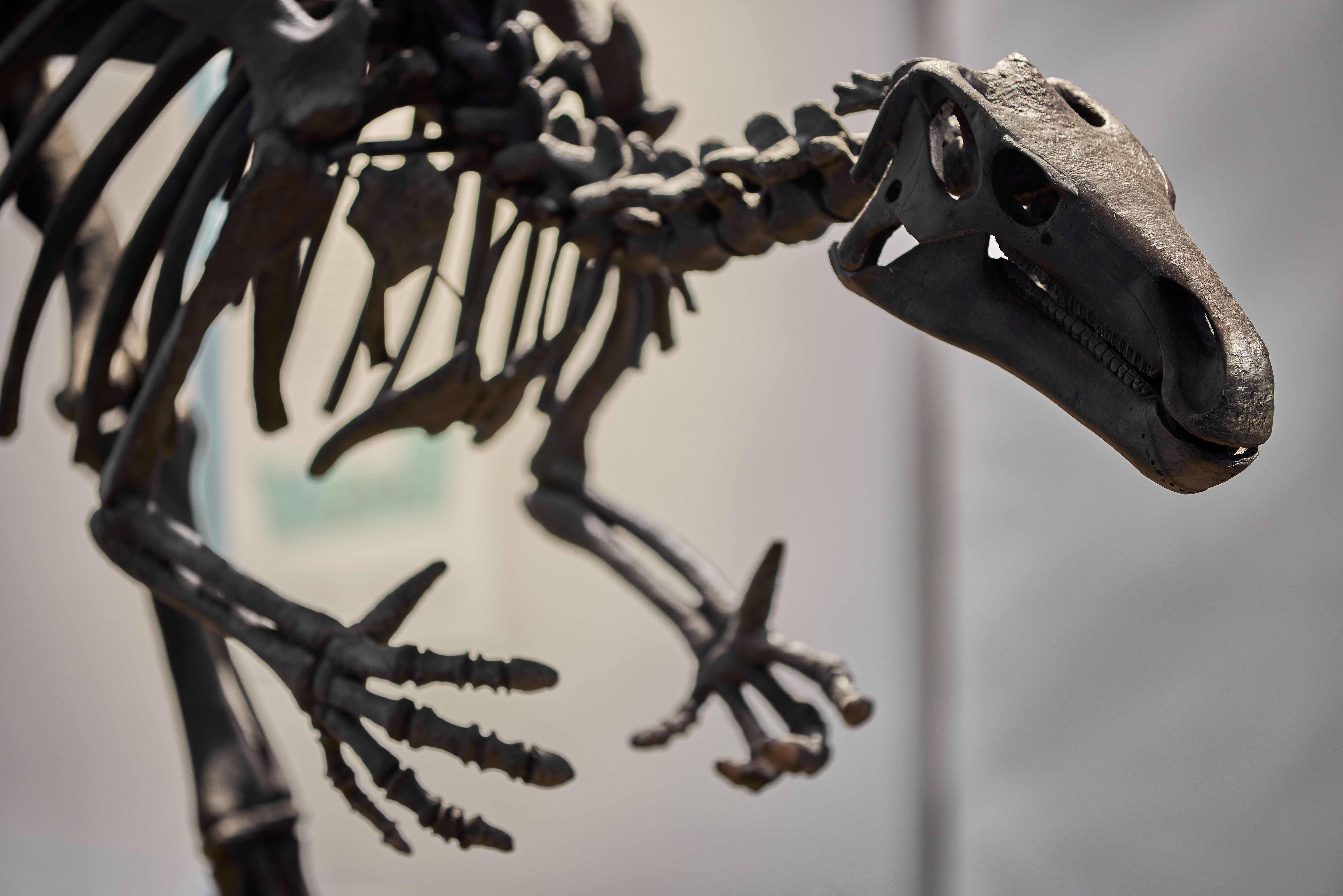 Detailansicht eines Dino-Skeletts. 