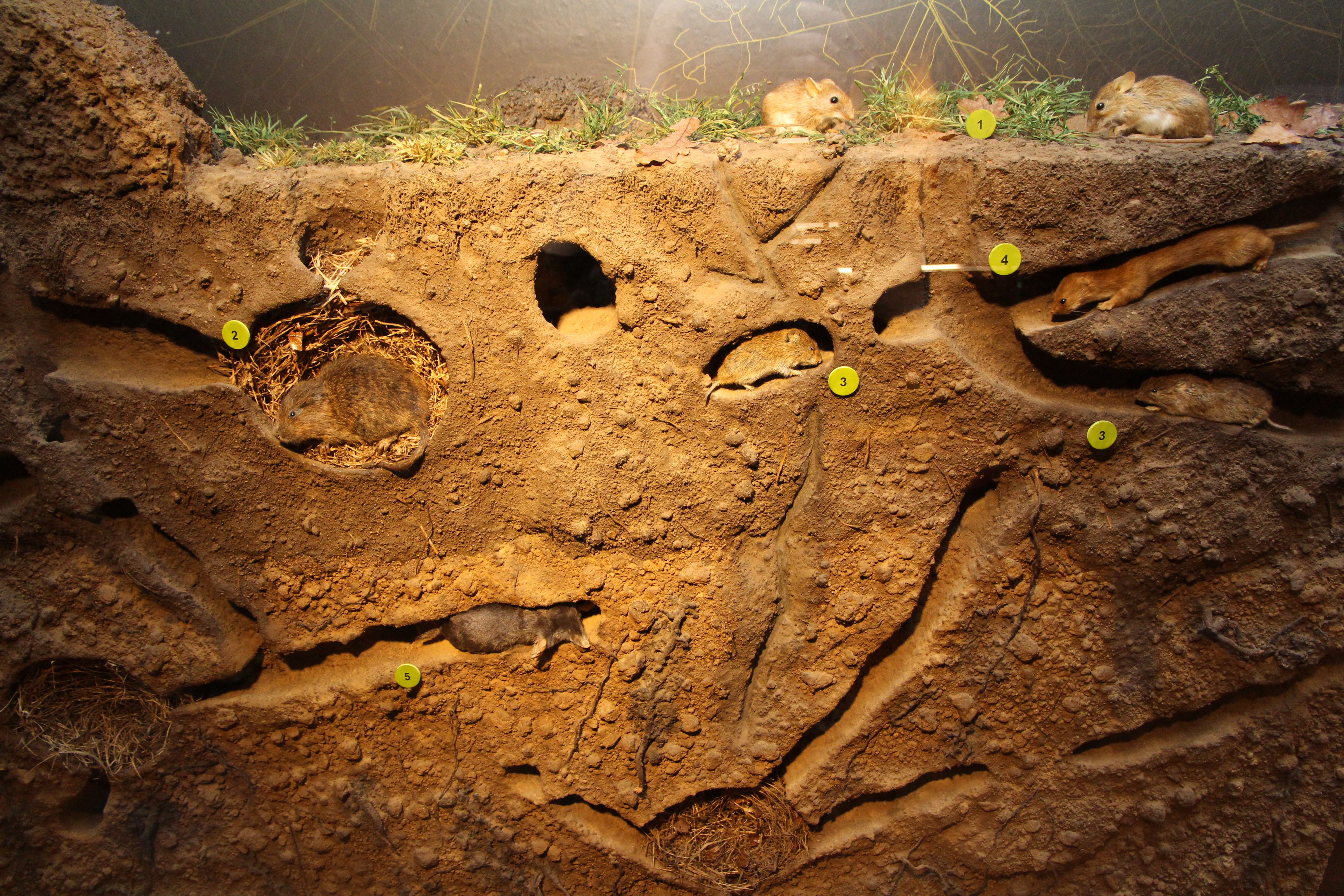 Zu sehen ist ein Bodenprofil mit Spuren von im Boden lebenden Insekten.