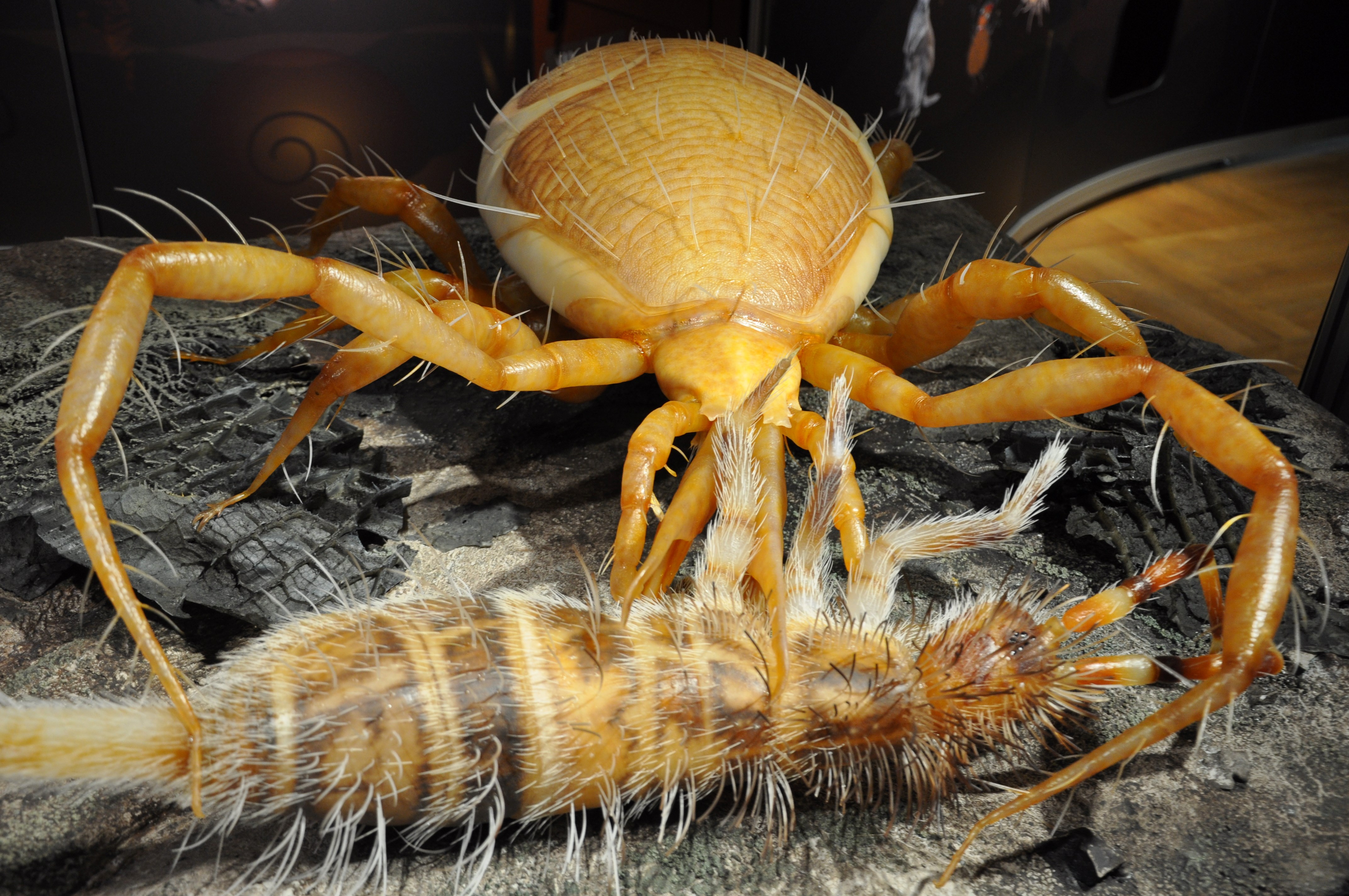 Zu sehen sind eine überdimensionale große Raubmilbe und ein Springschwanz.