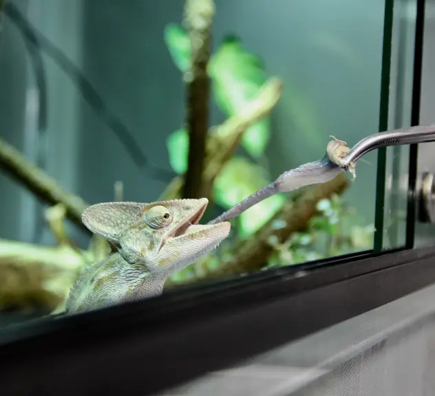 Ein Reptil wird mithilfe einer Pinzette gefüttert