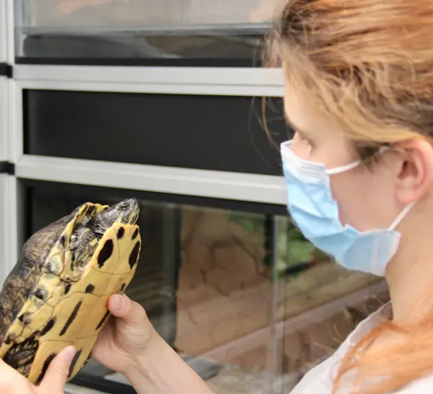 Eine Frau hält eine Schildkröte in der Hand