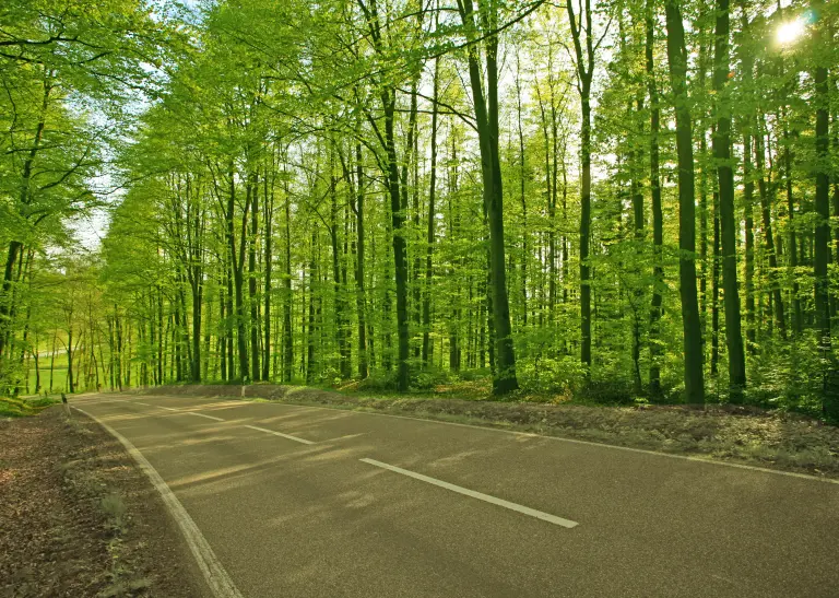 Landstraße umrahmt von Bäumen