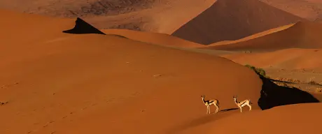 Zwei Springböcke in der Sandwüste der Namib