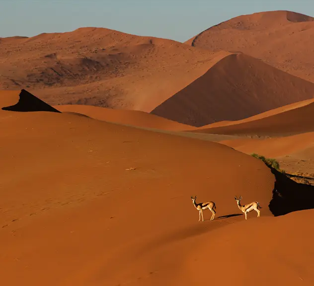 Zwei Springböcke in der Sandwüste der Namib
